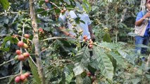 Bolivianos cultivan café que ayuda a cuidar cientos de especies