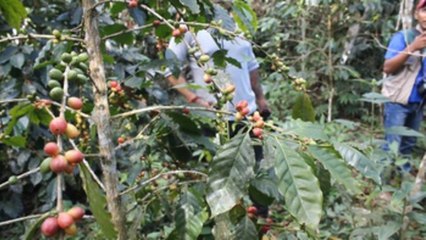 Bolivianos cultivan café que ayuda a cuidar cientos de especies