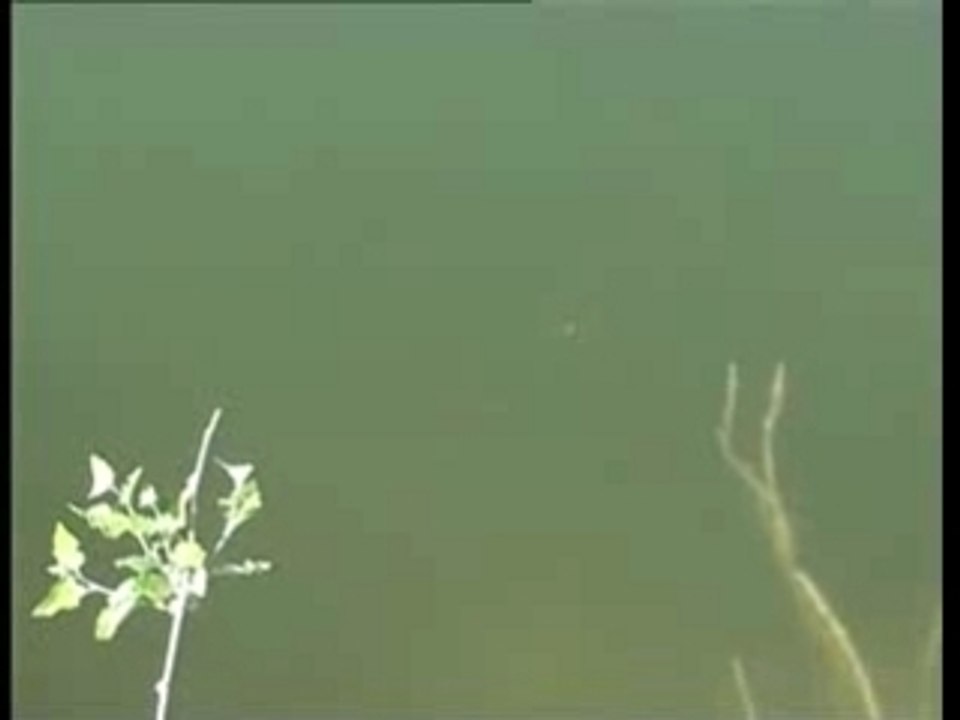 Peche - Techniques gagnantes pour brochets et black-bass