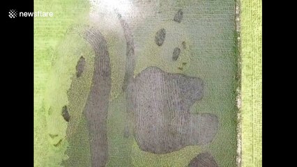 Giant pandas carved out of rice field in China's Sichuan Province