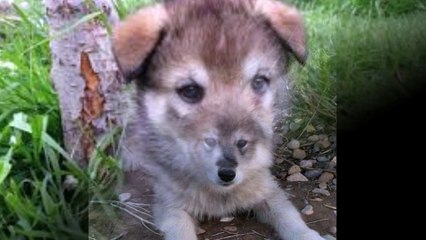 Wolfdog Hybrid puppy