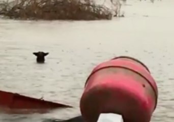 Dog Bobs in Texas Floodwater Before Rescue