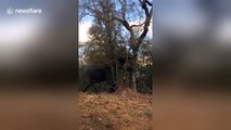Who needs a bulldozer when you can get an elephant to knock down a tree?