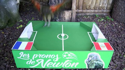 Le prono de Newton : France ou Pérou ? Notre kéa a fait son choix