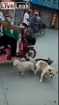 Plan à 3 entres chiens qui terminent.. COINCES !