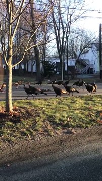 Ces dindes tournent en rond autour d'un chat mort !