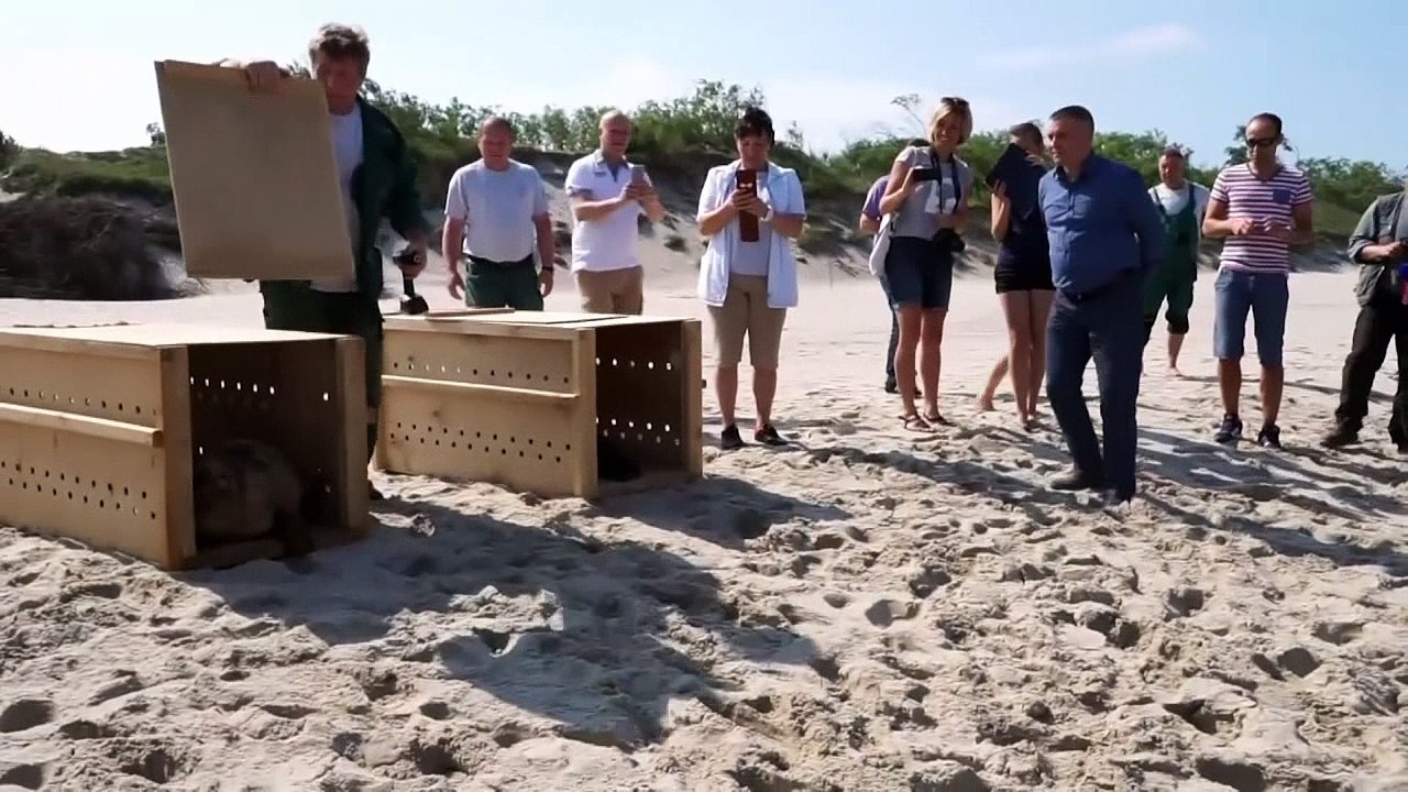 Kaliningrad Zoo releases two cute baby seals in...