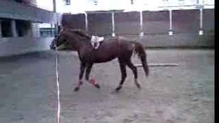 Cheval en longe / horse
