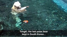 Bear necessities: cooler home for S. Korea's last polar bear