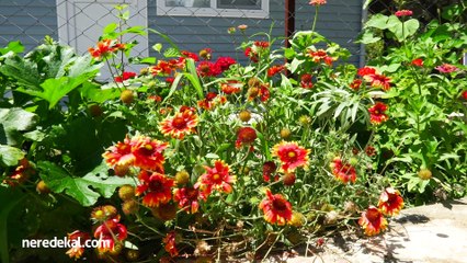 Golden Beach Sunset Resort