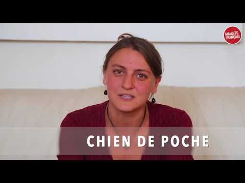 Des Français tentent de définir des mots québécois - Partie # 2