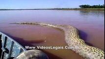 Des biologistes brésiliens ont filmé le plus gros anaconda du monde