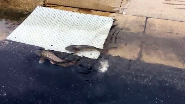 Des poissons nagent dans la rue au Texas pendant les inondations