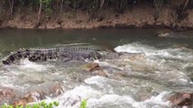 Un crocodile énorme descend des rapides dans une rivière