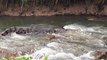 Un crocodile énorme descend des rapides dans une rivière