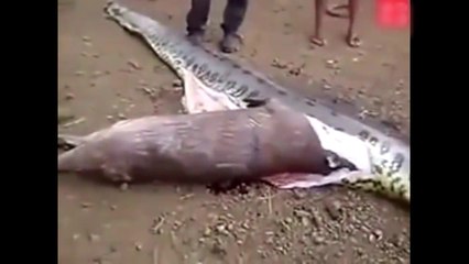 Cet énorme boa avait avalé un kangourou entier