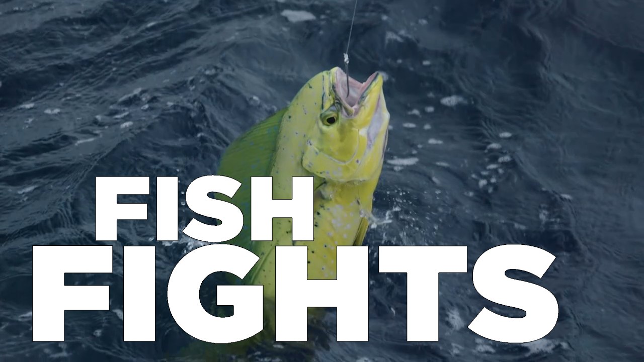 Mahi Mayhem