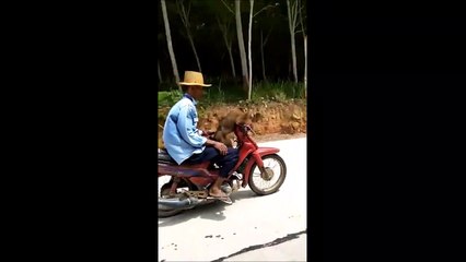Insolite : il laisse un singe conduire sa moto