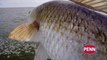 Fish Fights presented by PENN® – Monster Redfish in Hopedale, Louisiana