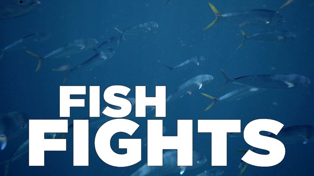 Schools of Dolphin in the Florida Keys