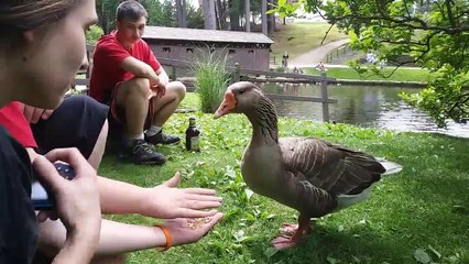 Feeding the Goose at Stanley Park