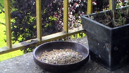 les piafs du balcon juin2018