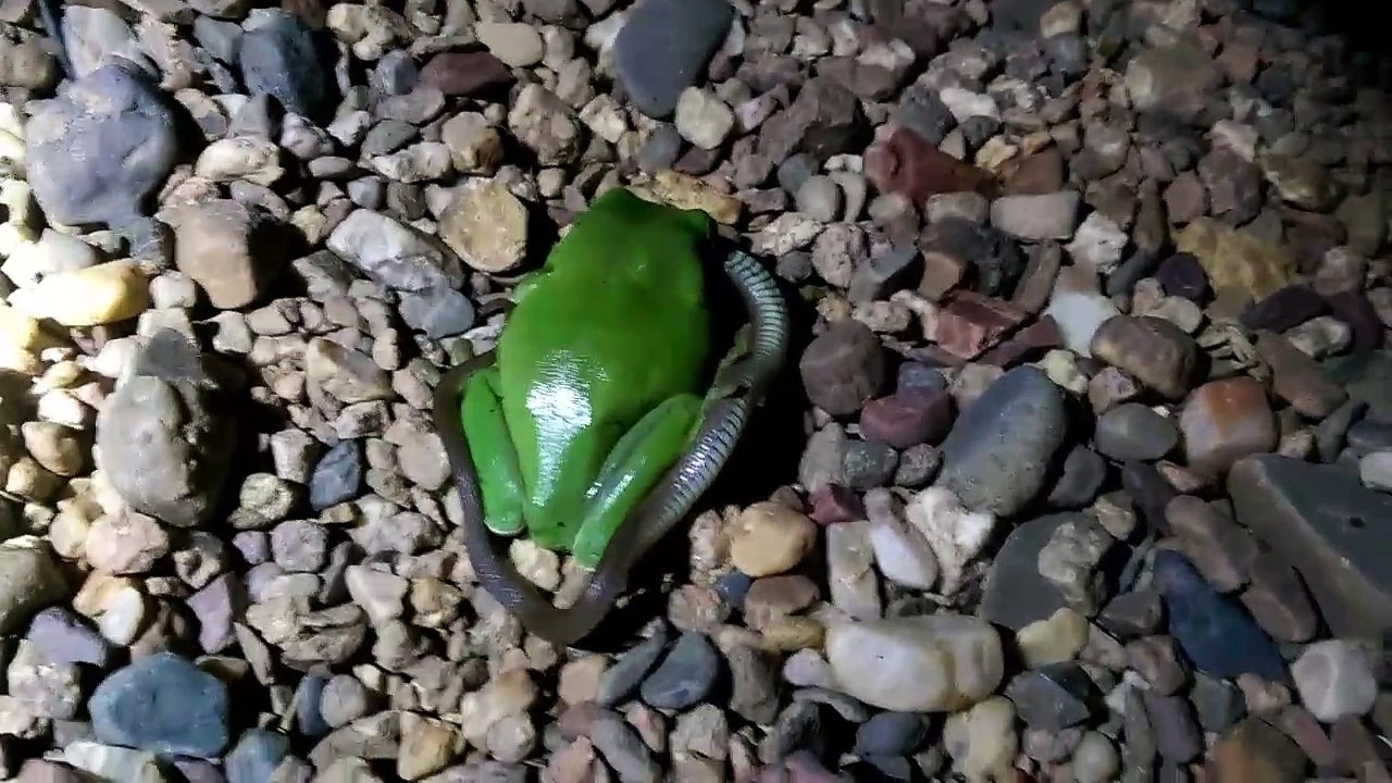 Frog Vs. Snake