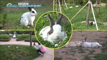 [morning power station]The rabbit appeared in the city ?! 도심에 나타난 토끼떼?! 20180622