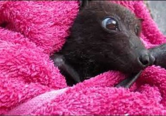 Young Flying Fox Recovers After Rescue From Barbed Wire Fence