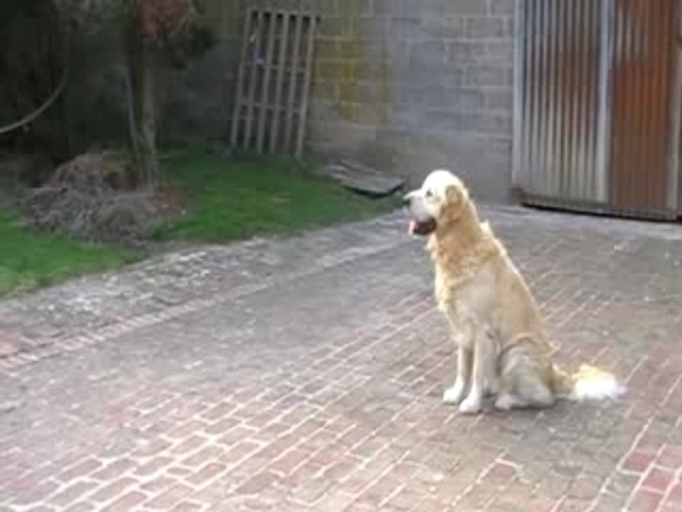 Frisby