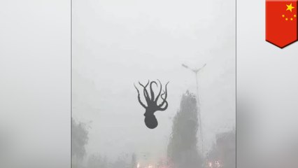 暴風雨と共に空からエビやヒトデが降ってきたぞ!中国青島市- トモニュース