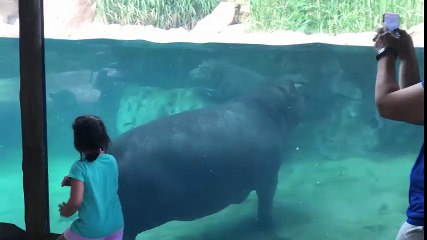 Fiona the Hippo June
