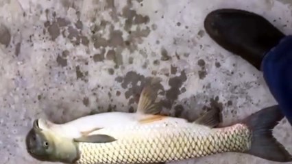 Pez Mutante de China, Mutan Fish whith a Bird