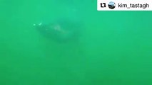 Wow,  im_tastagh was lucky enough to catch this amazing video of the second largest shark in the world off the Island's coast! Don't worry though, they're frien