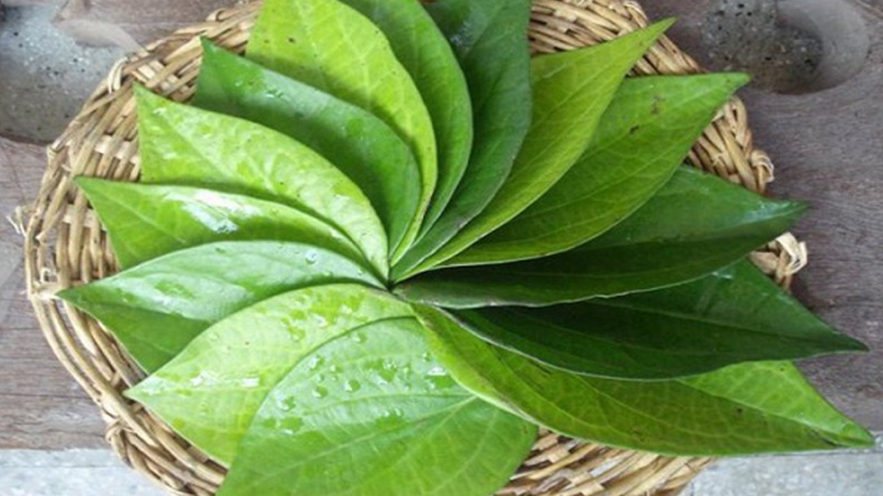 Betel Leaf: Vastu Tips |  घर में रखें पान का पत्ता, बदल देगा आपकी किस्मत, होगी धन-वर्षा | Boldsky