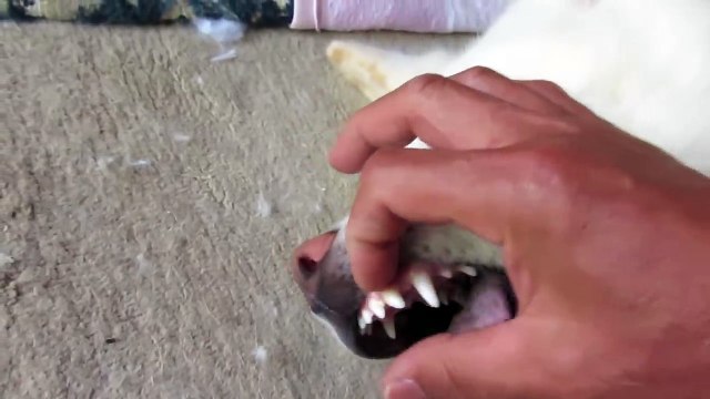 【秋田犬ゆうき】健康チェックは毎日欠かさず行います【akita dog】