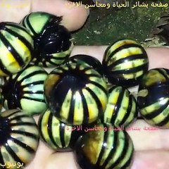 ‫allah ka mojza 2018 swim in sea sindhi urdu hindi 2018 video 2