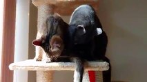 Cute cat and kitten licking and cleaning each other funny cat