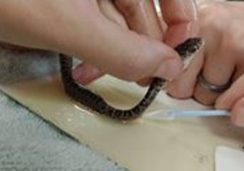 Wildlife Hospital Works to Free Snake Stuck in Glue Trap