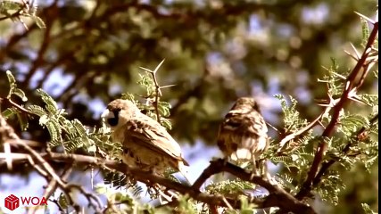 Mother Bird Failed To Protect Her Baby From Snake Hunting