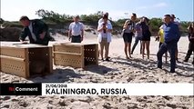 Zoo de Kaliningrado liberta focas bebé para o mar