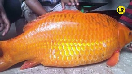 Video Detik-detik Badai Dahsyat Danau Toba Sehari setelah Ikan Mas Raksasa 14 Kg Ditangkap