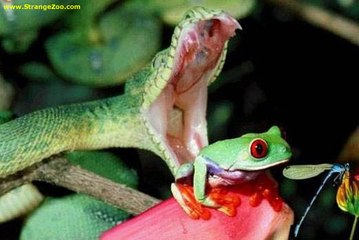 Serpent Vs Grenouille