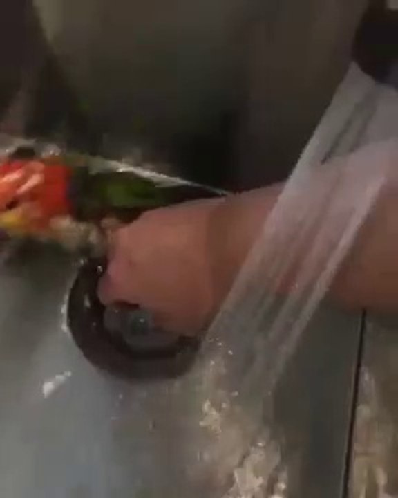 Ce perroquet adorable adore jouer dans l'évier