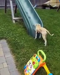 Ce chien a terriblement envie de faire du toboggan