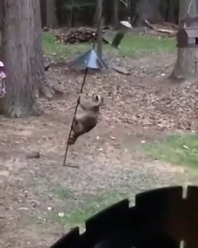 Un raton laveur très agile tente de voler les graines des oiseaux