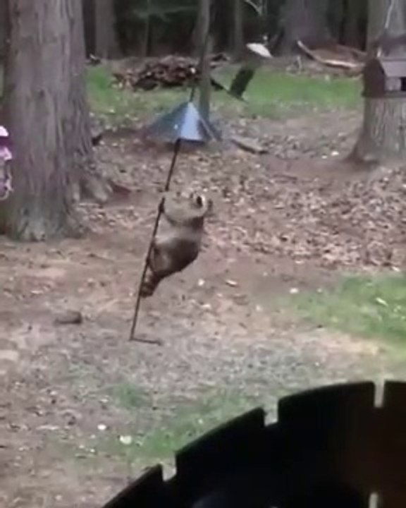 Un raton laveur très agile tente de voler les graines des oiseaux
