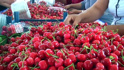 Uzakdoğu Türk kirazını sevdi - MANİSA
