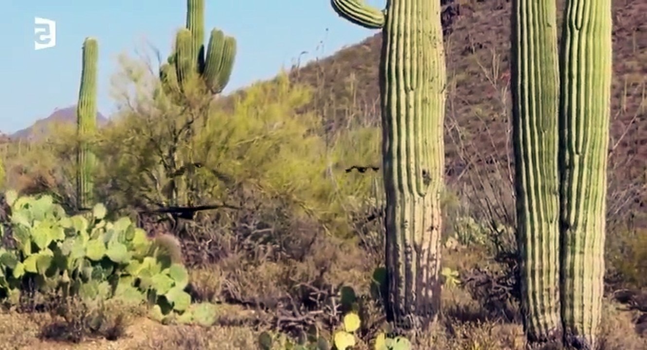 Planete Terre c Les Terres Arides HDTV  264 mkv  Part 01