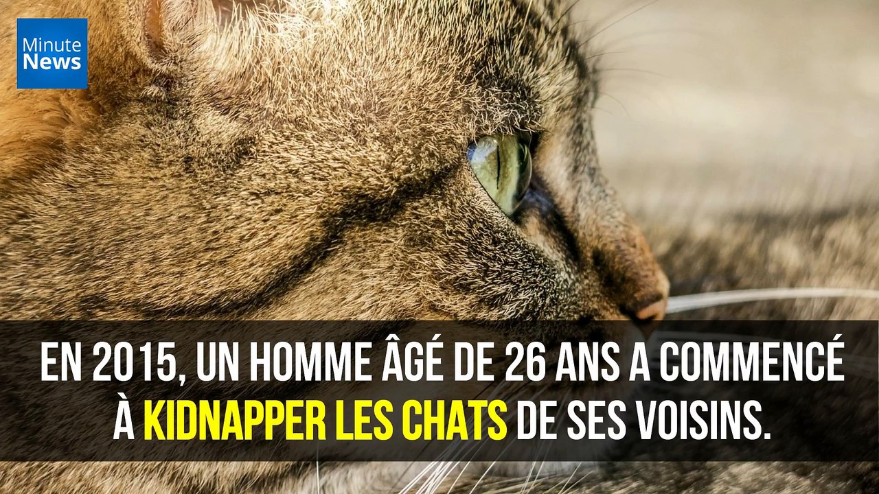 Un Américain condamné à 16 ans de prison pour avoir tué et abusé sexuellement de 21 chats...